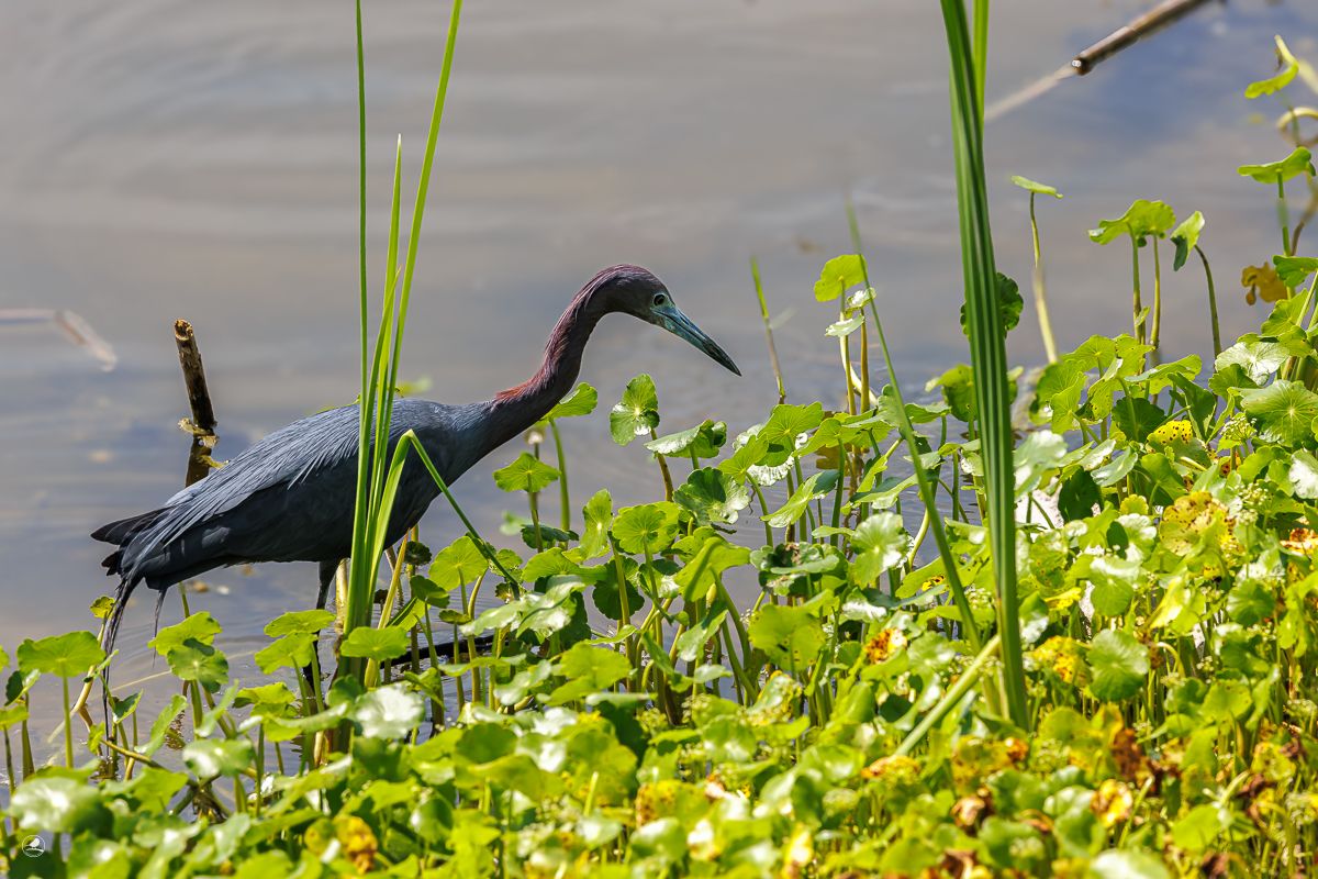 Blåhegre/ Little Blue Heron
