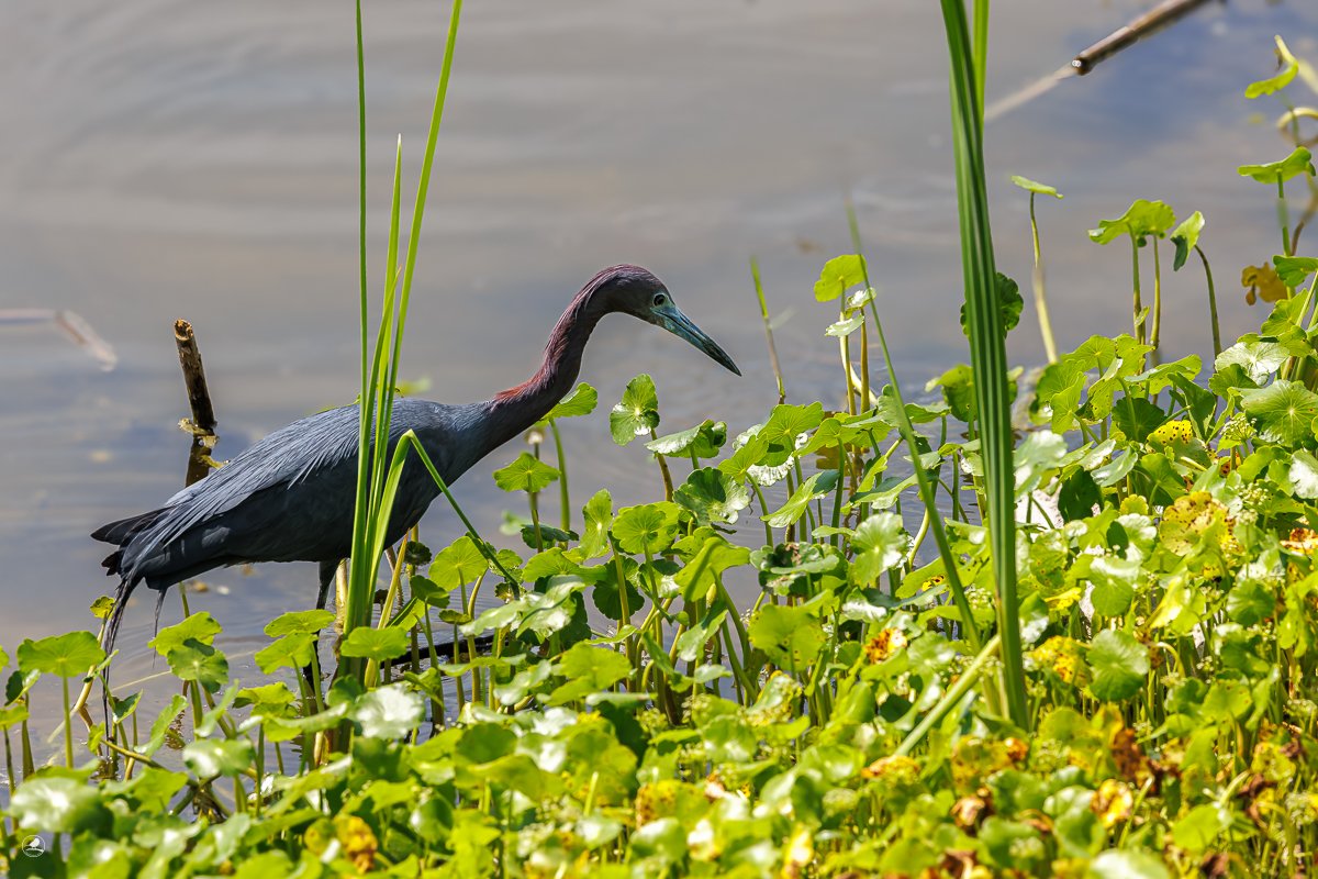 Blåhegre/ Little Blue Heron