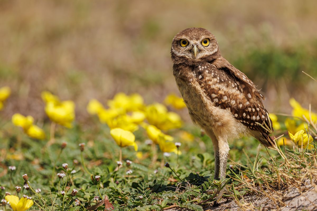 Gravugle/ Burrowing Owl, Pelican Baseball Complex, Cape Coral, Florida, Usa