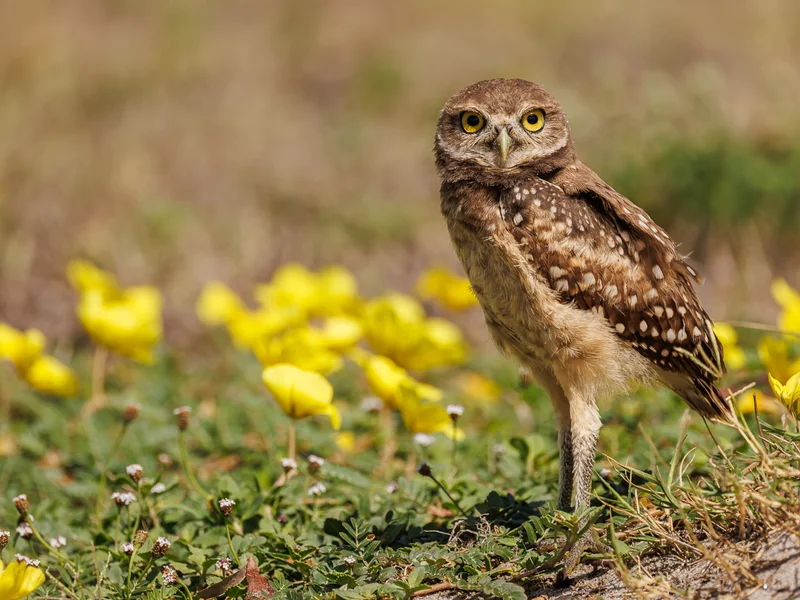 Fakta om Gravugle/ Burrowing Owl
