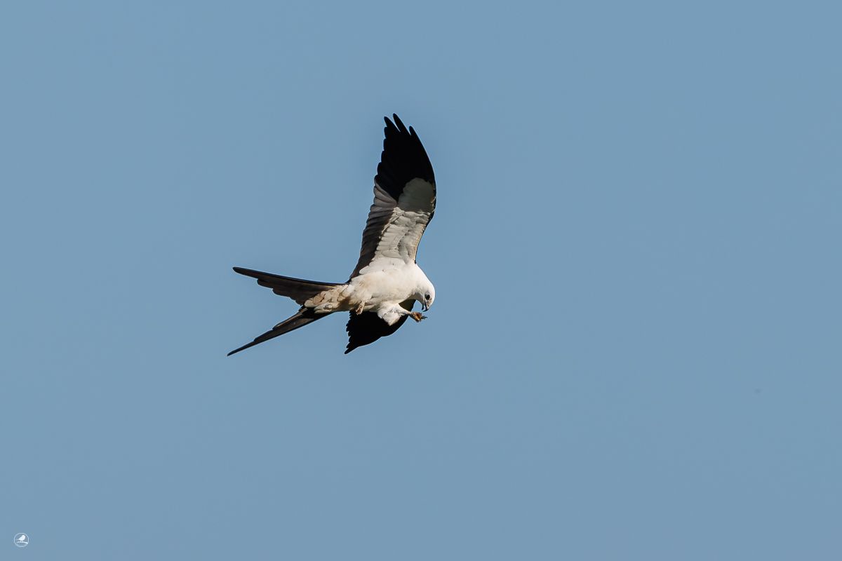 Svaleglente/ Swallow-tailed Kite
