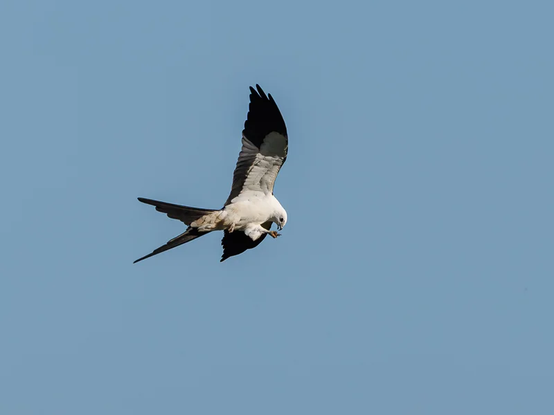 Svaleglente/ Swallow-tailed Kite