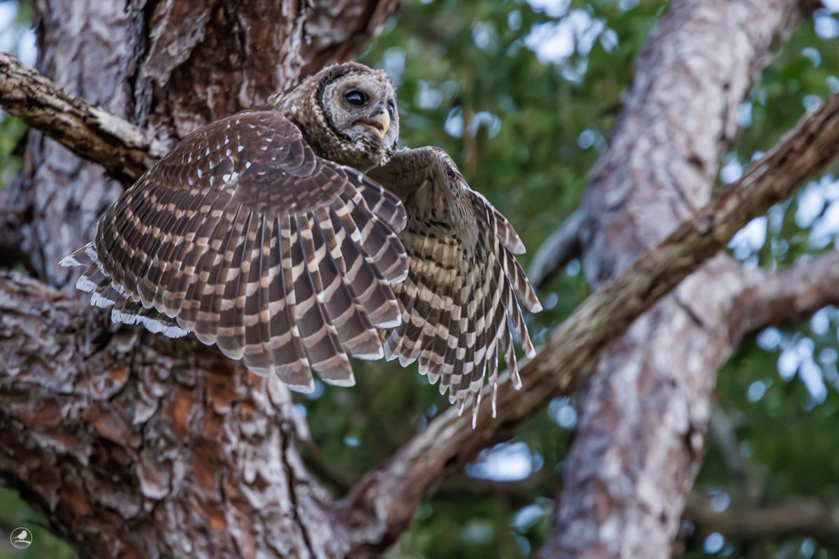 Høvdingugle/ Barred Owl