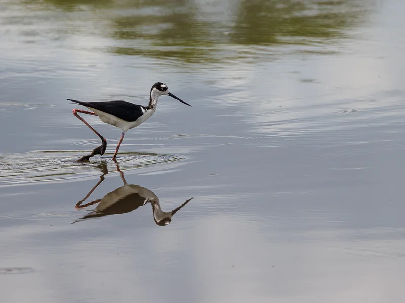 Fakta om Svartkronestylteløper (Himantopus mexicanus)
