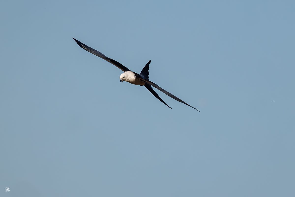 Svaleglente/ Swallow-tailed Kite, Myakka River State Park 