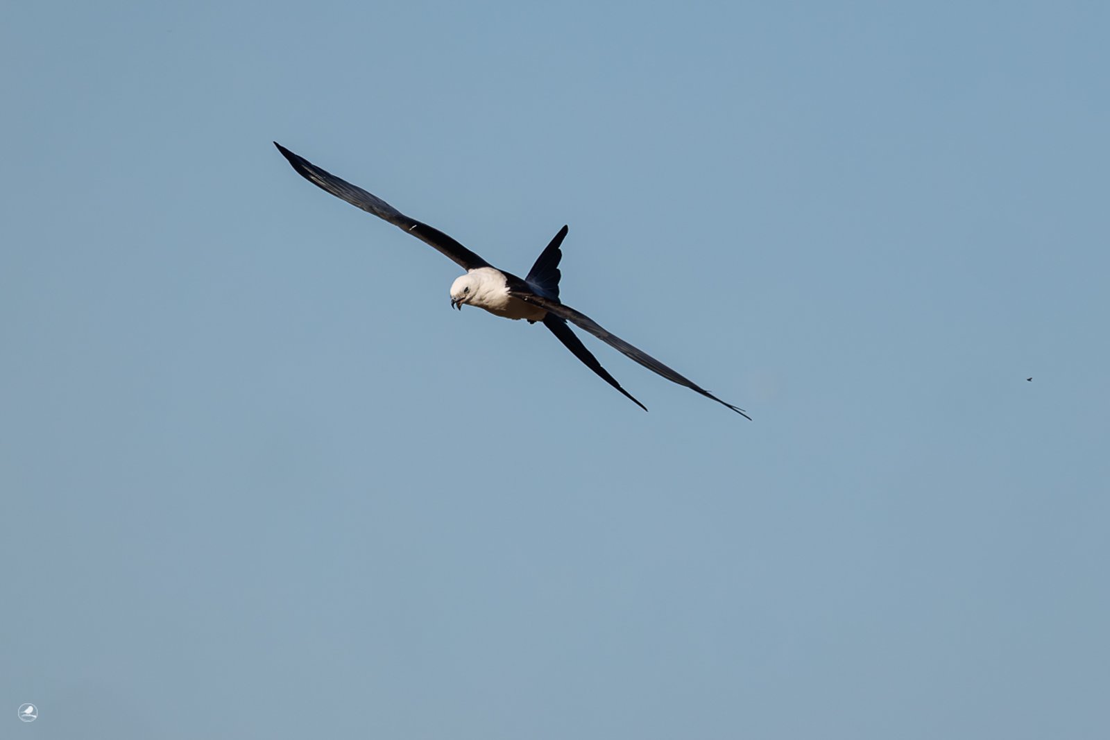 Svaleglente/ Swallow-tailed Kite