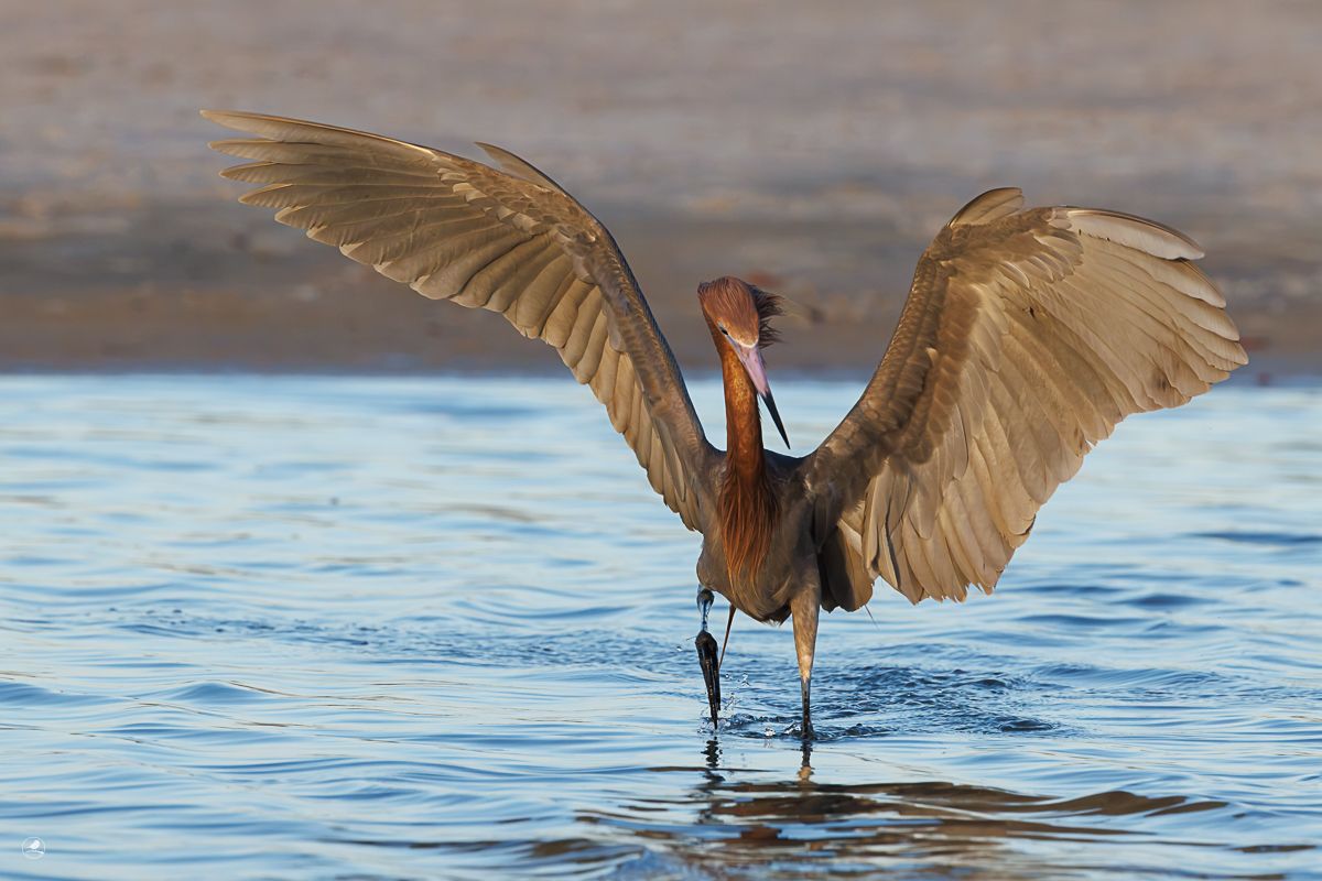 Dansehegre/ Reddish Egret