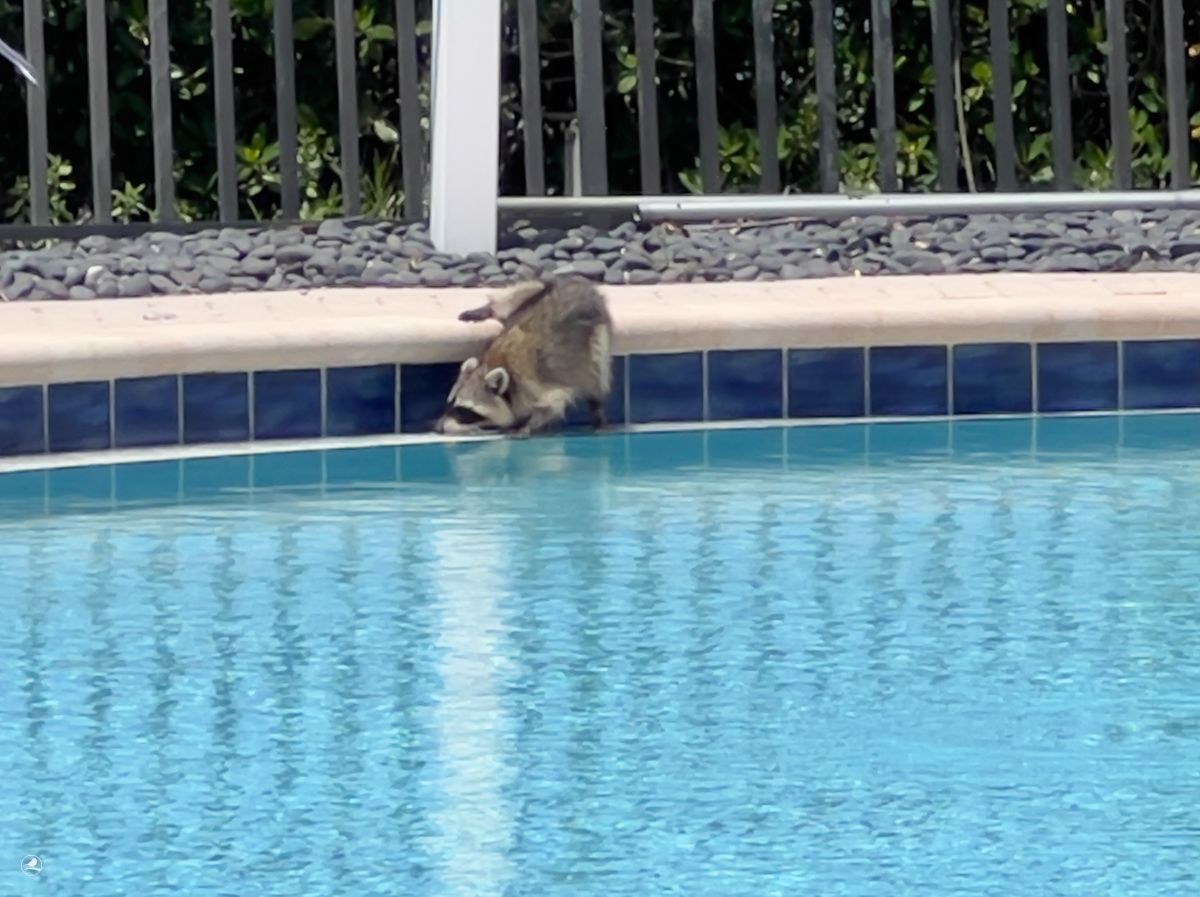 Vaskebjørn/ Raccoon