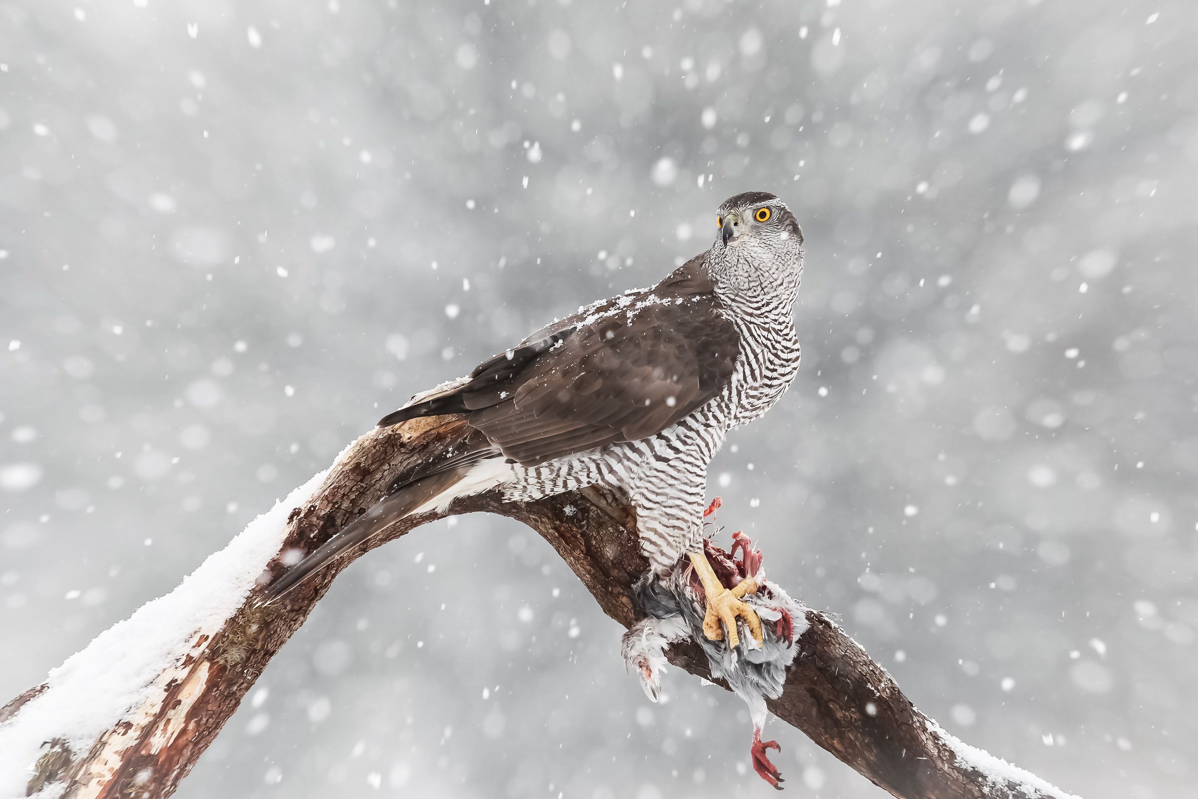 Hønsehauk/ Northern Goshawk