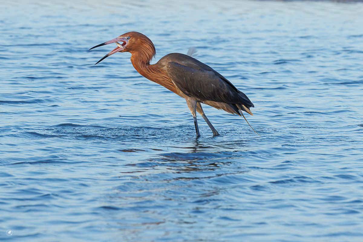 Dansehegre/ Reddish Egret