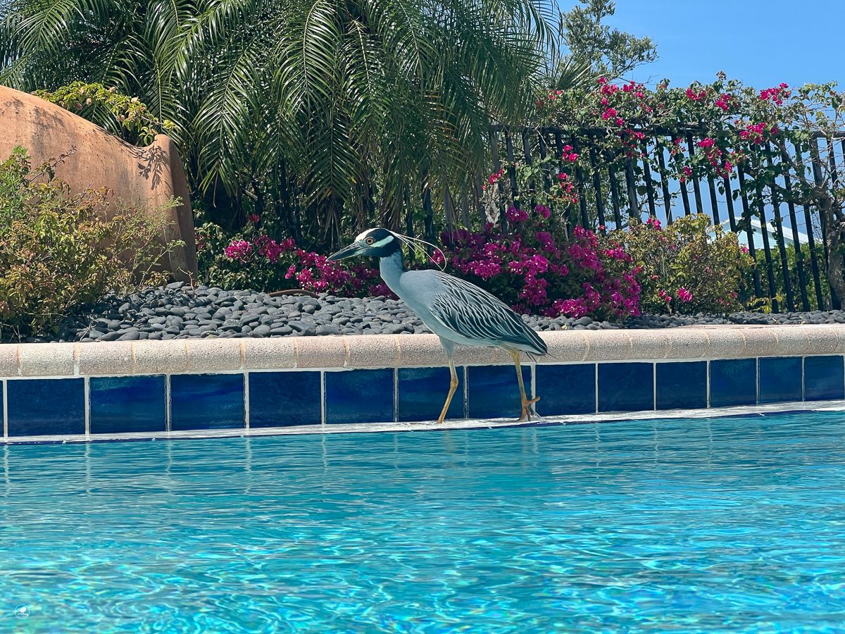 Gulkronehegre/ Yellow-crowned Night-Heron