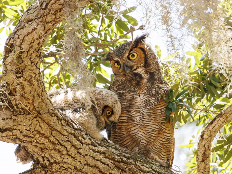Amerikahubro/ Great horned owl, Philippe Park