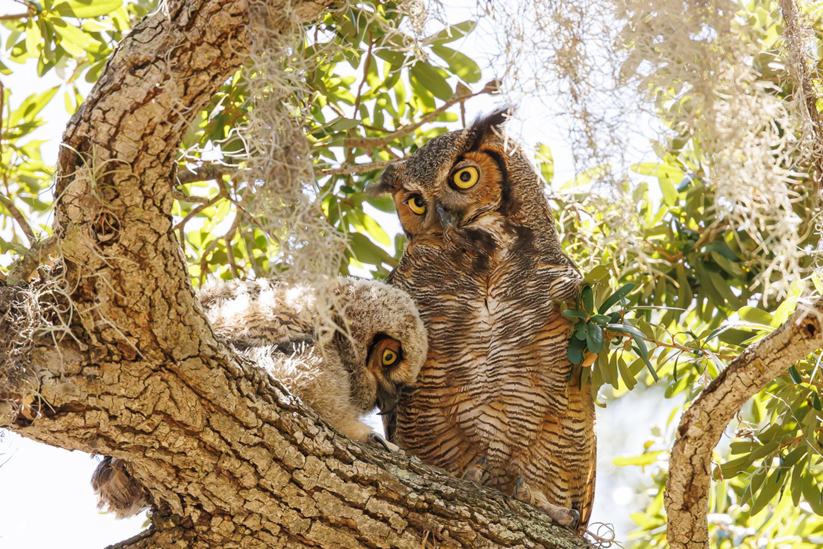 Amerikahubro/ Great horned owl, Philippe Park