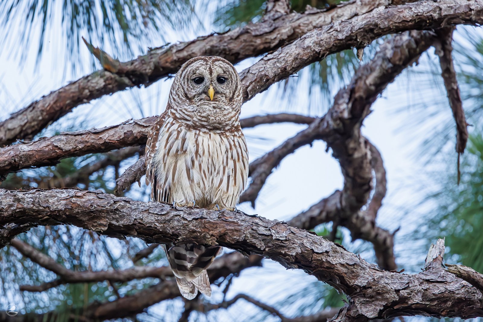 Høvdingugle/ Barred Owl