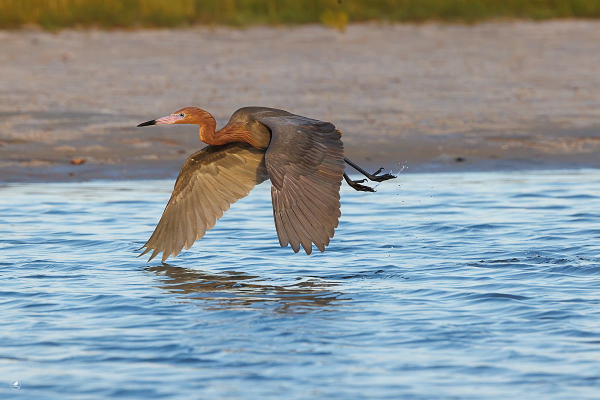 Dansehegre/ Reddish Egret