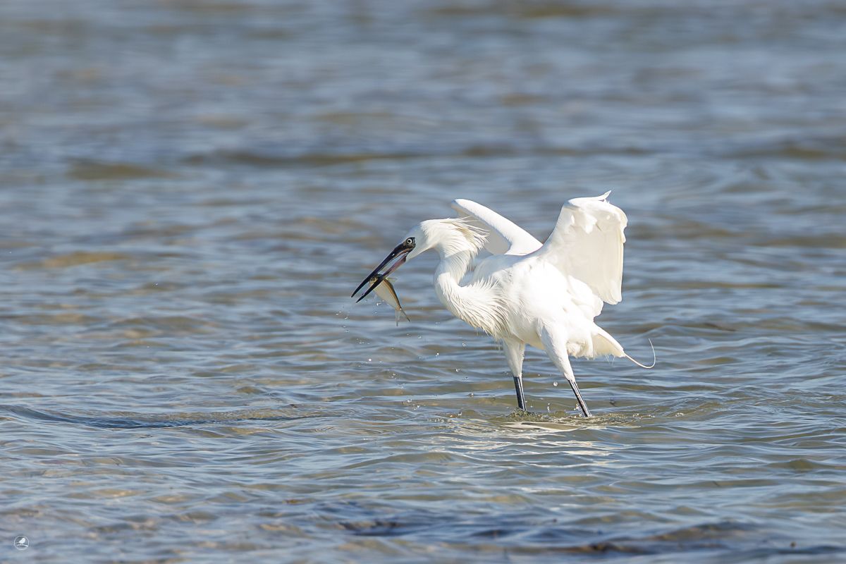 Dansehegre/ Reddish Egret,  ren hvit fargevariant (morf)