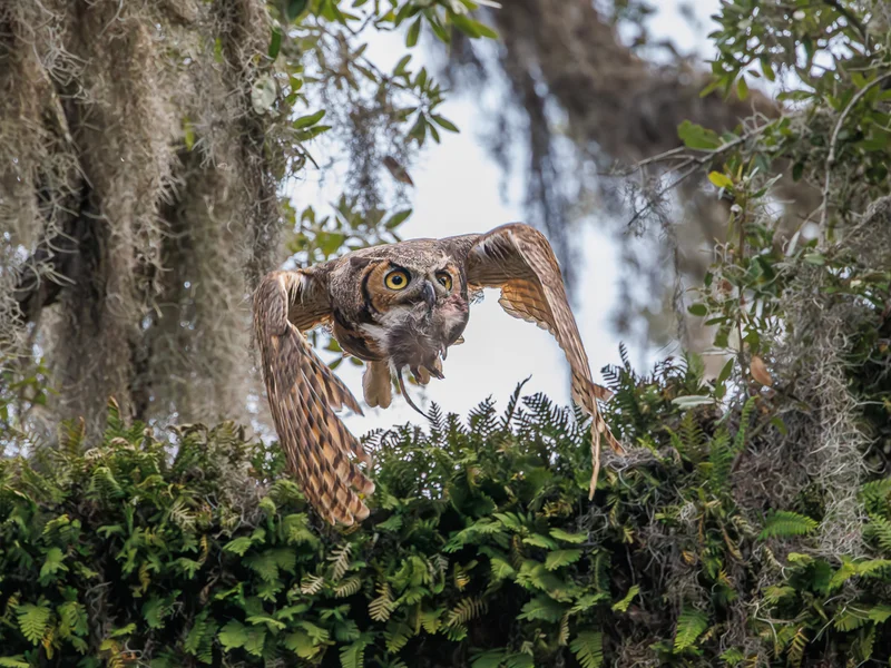Amerikahubro/ Great horned owl, Philippe Park