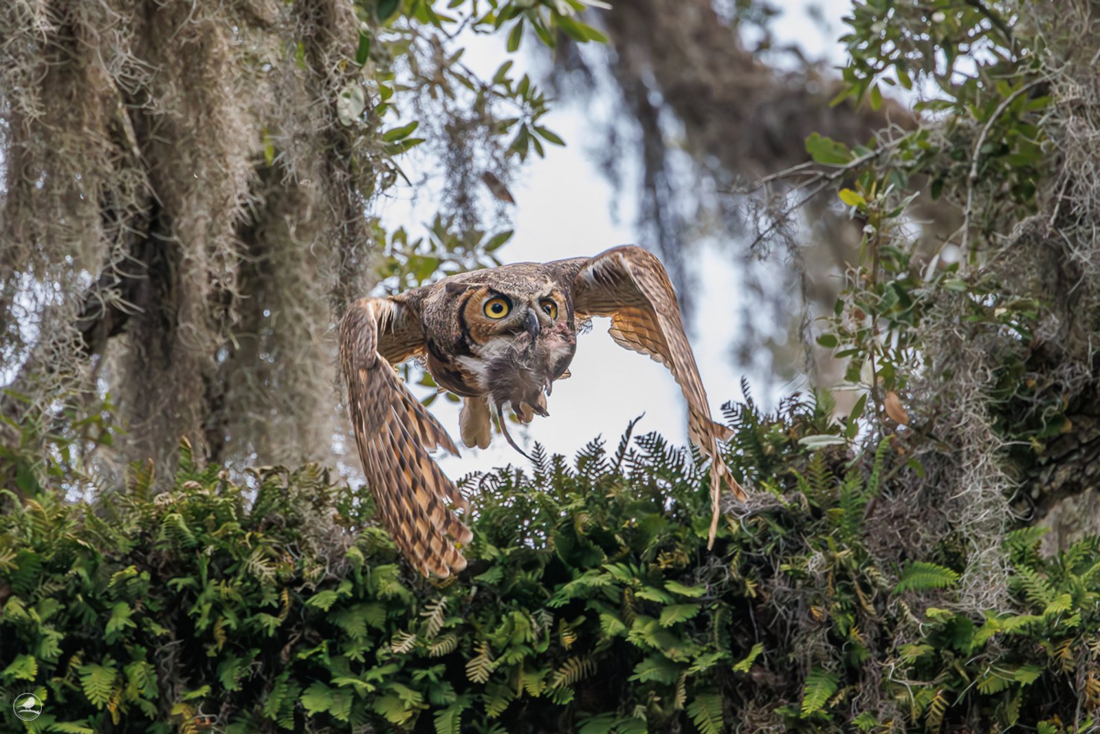 Amerikahubro/ Great horned owl, Philippe Park