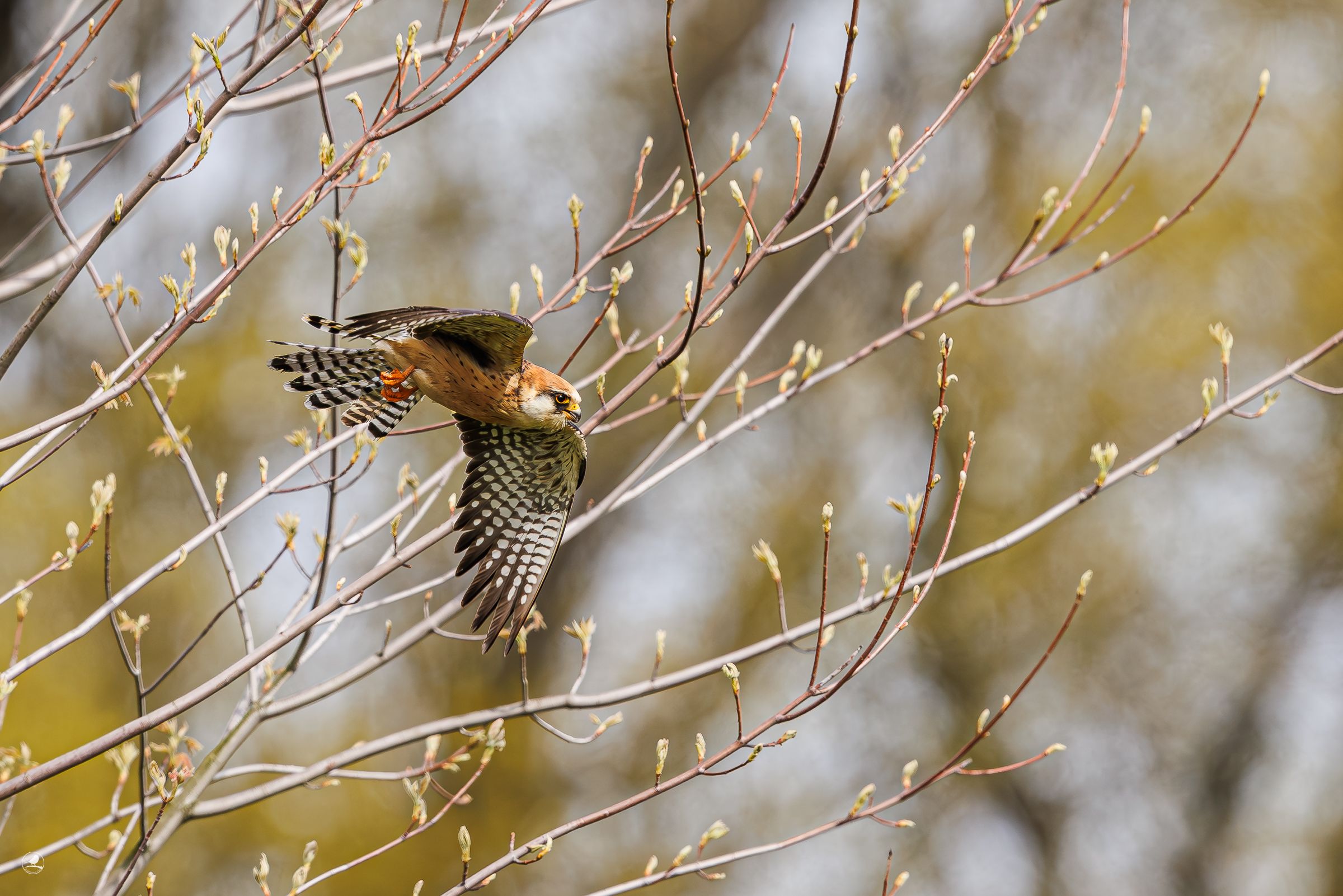 Aftenfalk/ Red-footed falcon