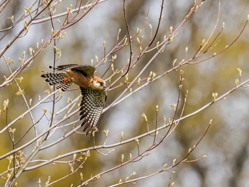 Aftenfalk/ Red-footed falcon