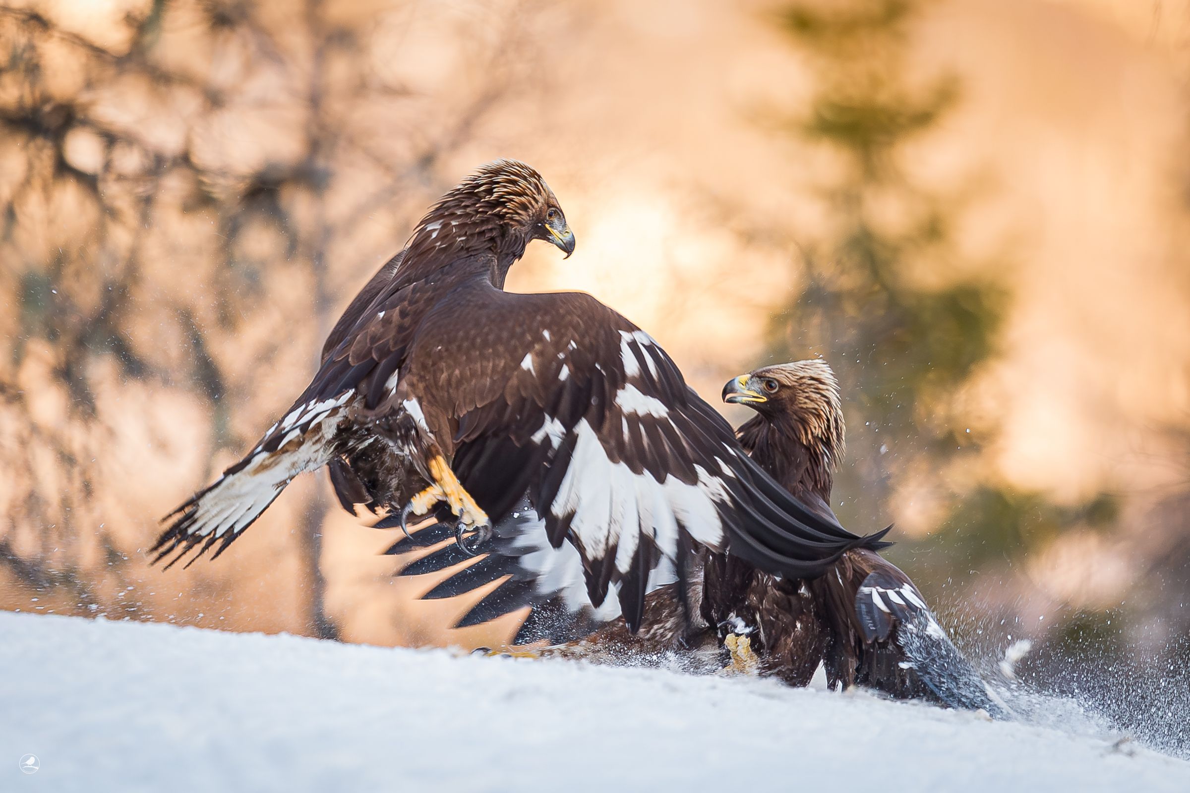 Kongeørn/ Golden Eagle