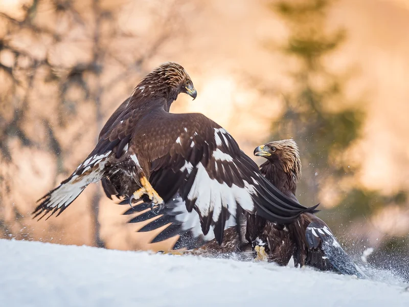Kongeørn/ Golden Eagle