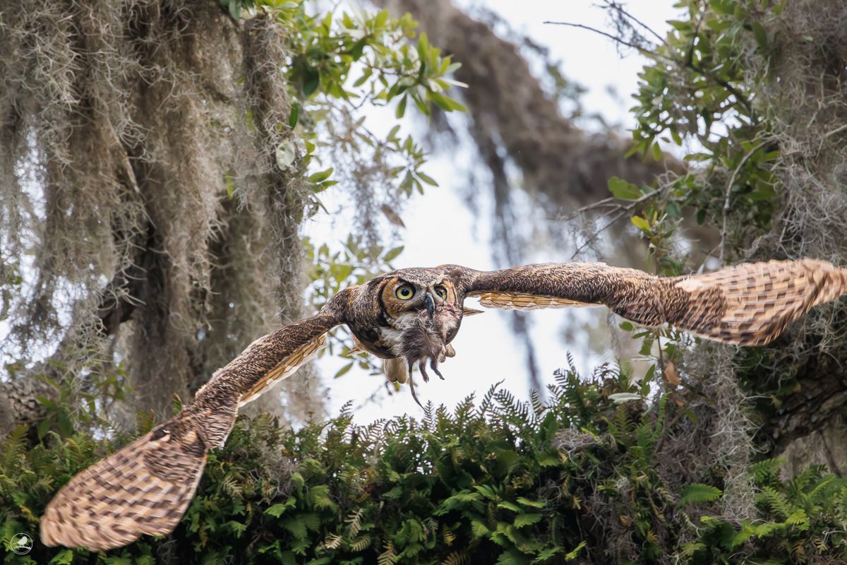 Amerikahubro/ Great horned owl, Philippe Park, Florida