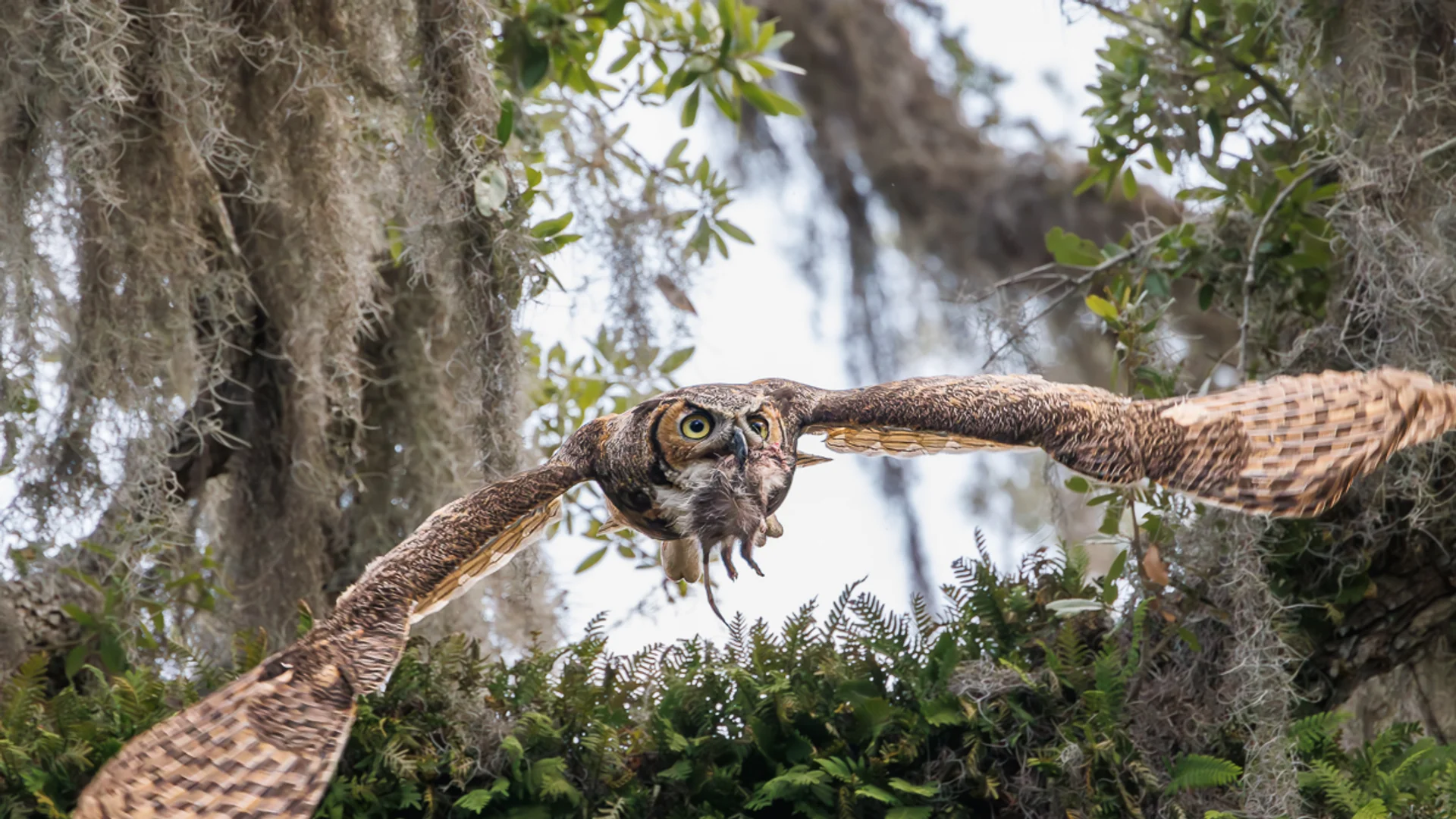 Amerikahubro/ Great horned owl, Philippe Park, Florida