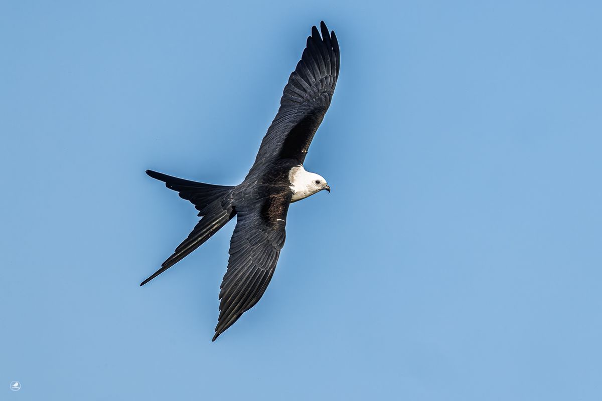 Svaleglente/ Swallow-tailed Kite