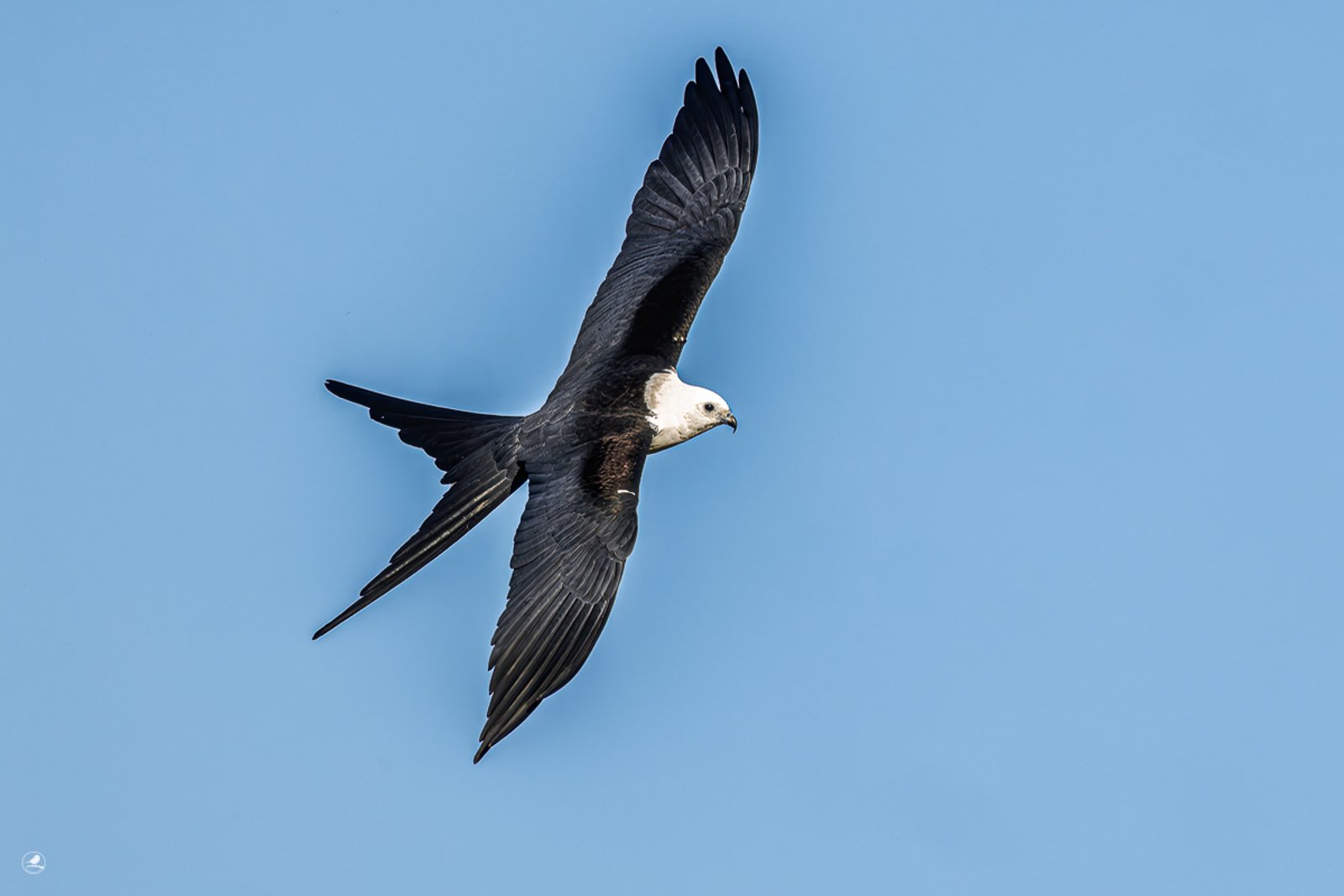 Svaleglente/ Swallow-tailed Kite