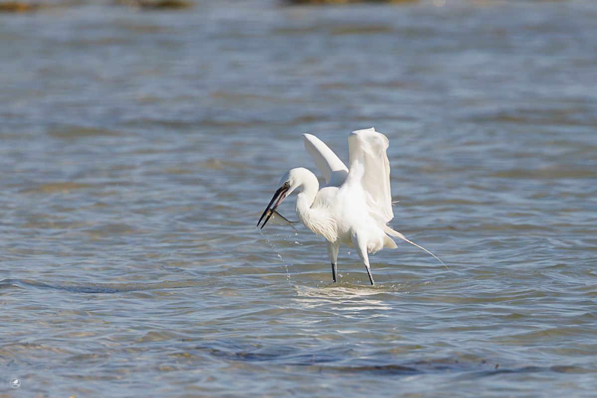 Dansehegre/ Reddish Egret,  ren hvit fargevariant (morf)