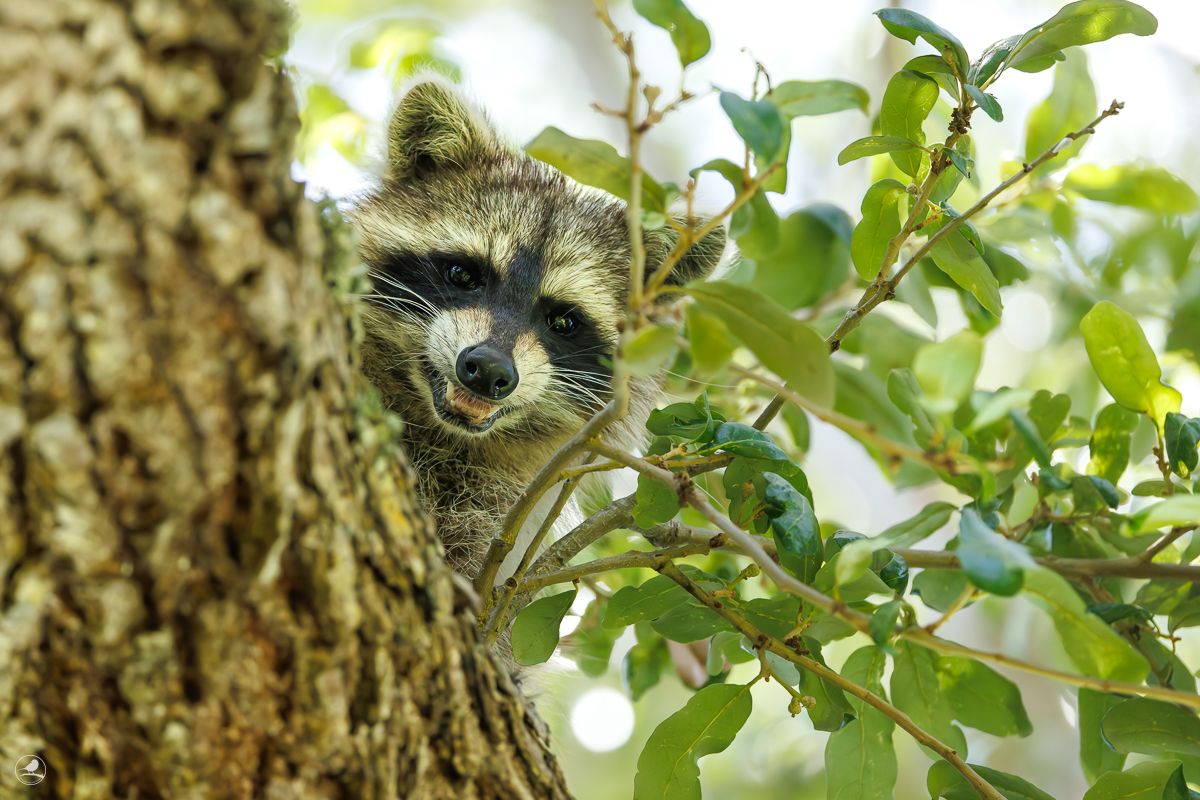 Vaskebjørn/ Raccoon