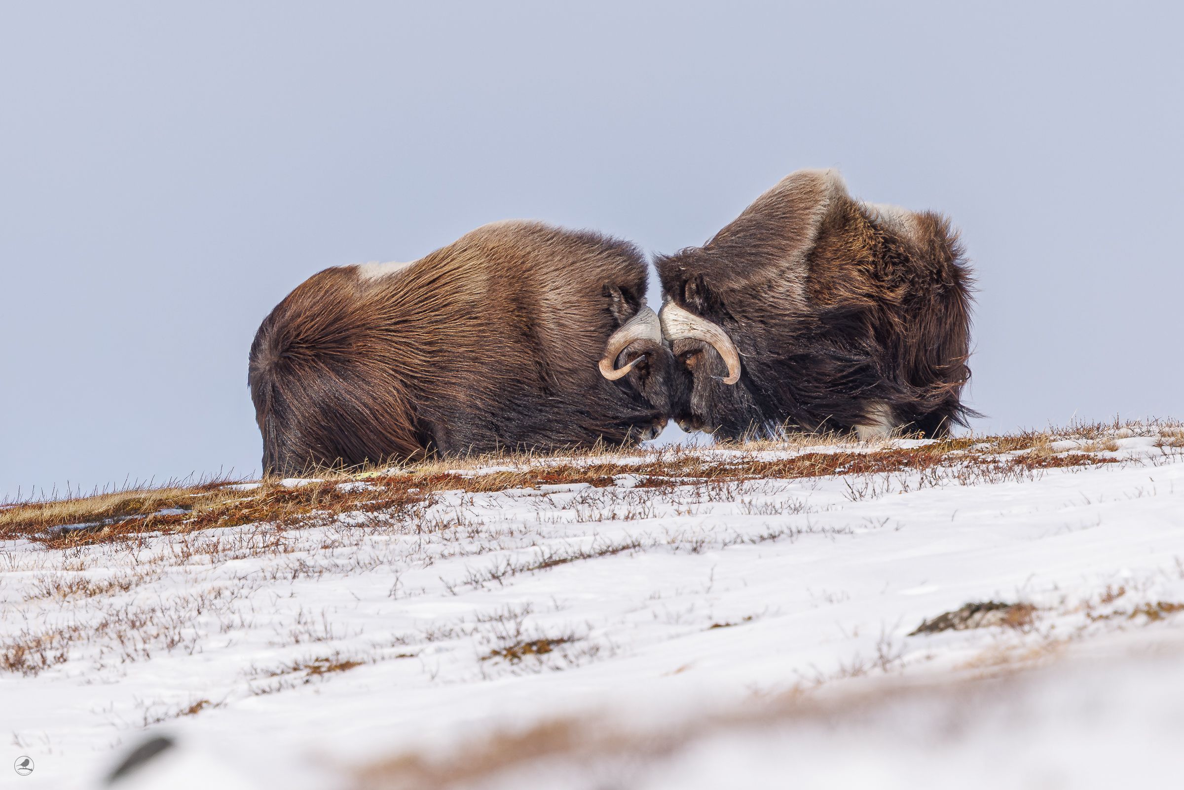 Moskus Dovre