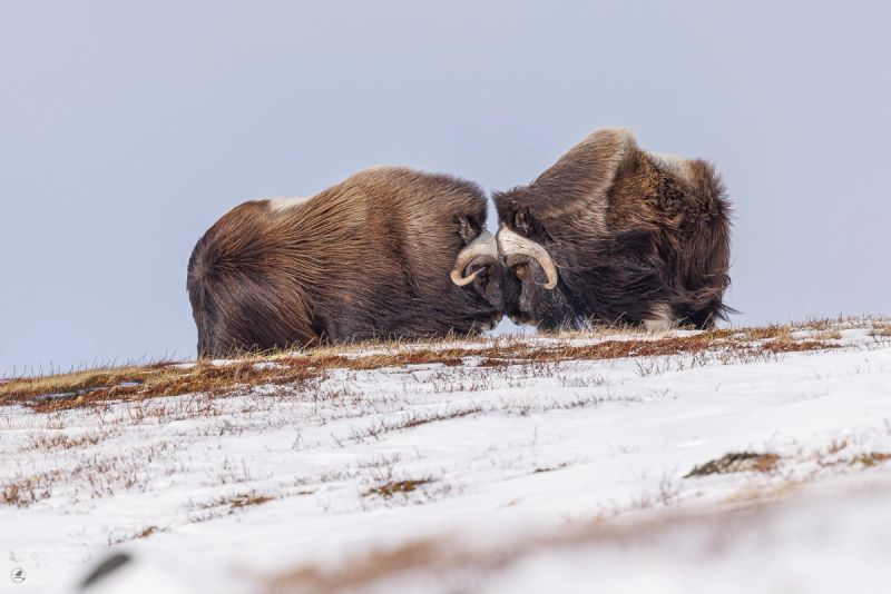 Moskus Dovre