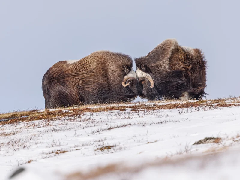 Moskus Dovre