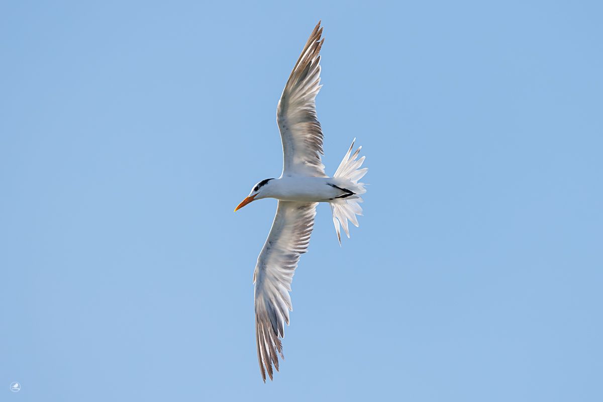 Korngeterne/ Royal Tern