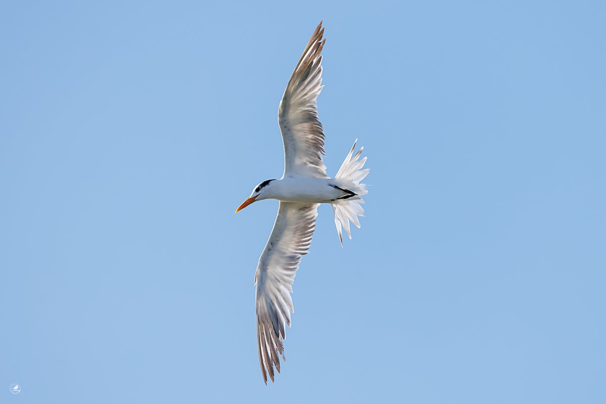 Korngeterne/ Royal Tern