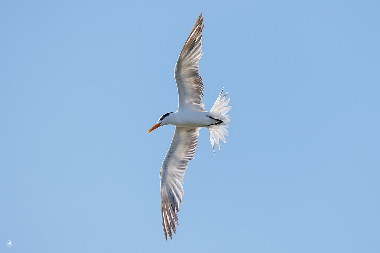 Korngeterne/ Royal Tern