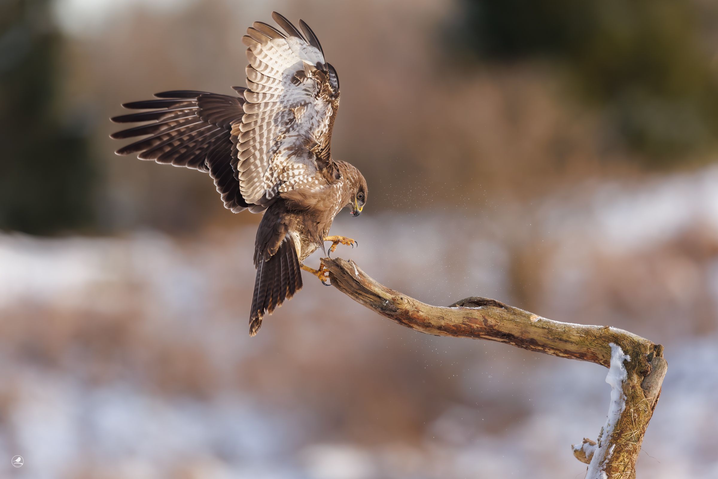 Musvåk/ Common Buzzard/ Buteo buteo