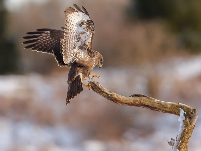 Musvåk/ Common Buzzard/ Buteo buteo