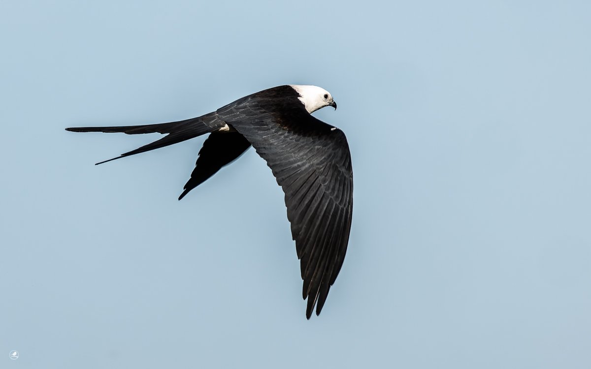 Svaleglente/ Swallow-tailed Kite