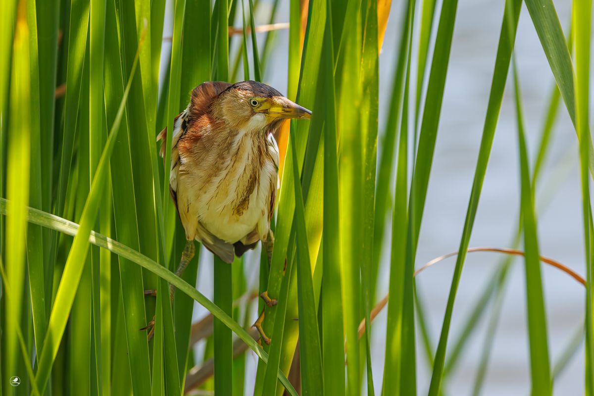 Dvergrørdrum/ Least Bittern