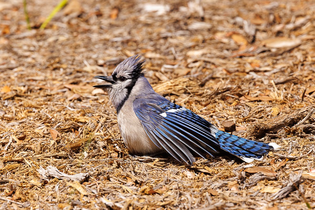 Blåskrike/ Blue Jay