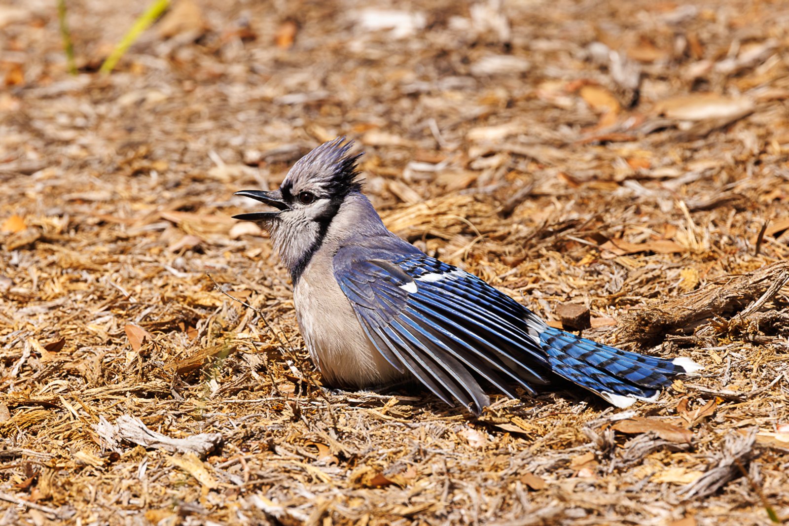 Blåskrike/ Blue Jay