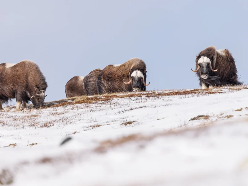 Moskus Dovre