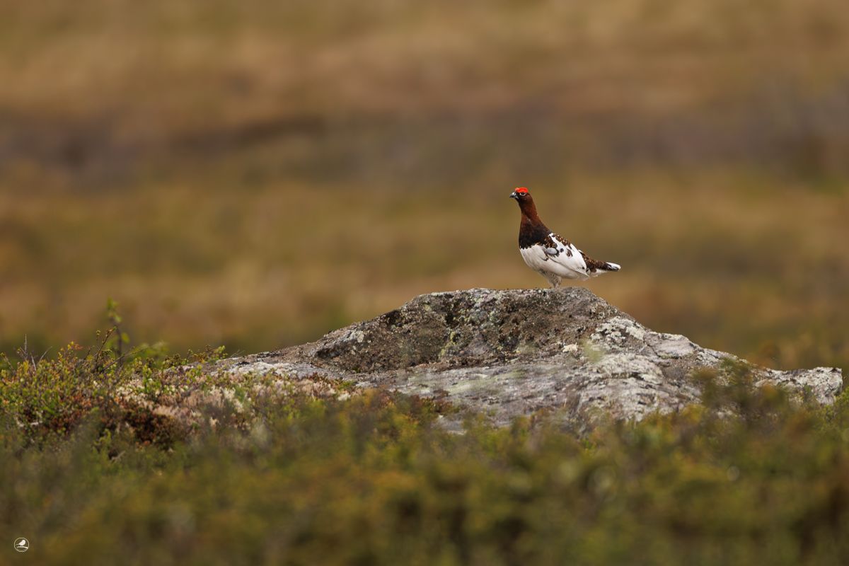 Lirype / Willow Ptarmigan Grouse, Valdres