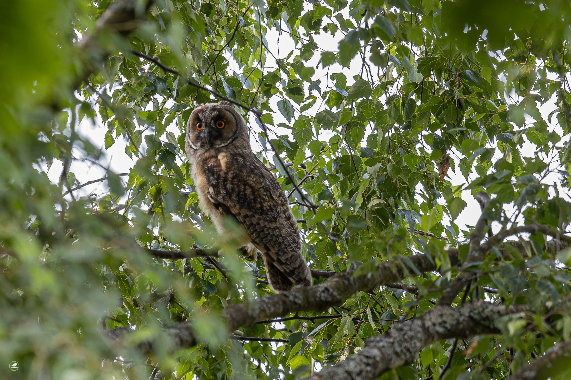 Hornugle / Long-eared Owl