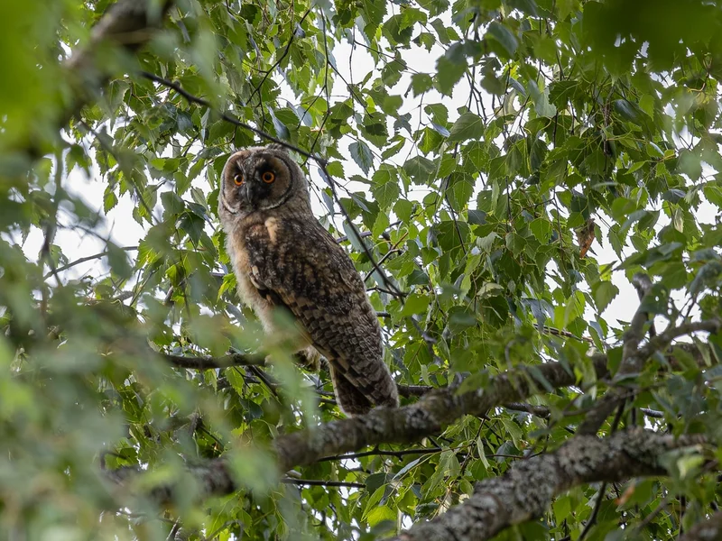 Hornugle / Long-eared Owl