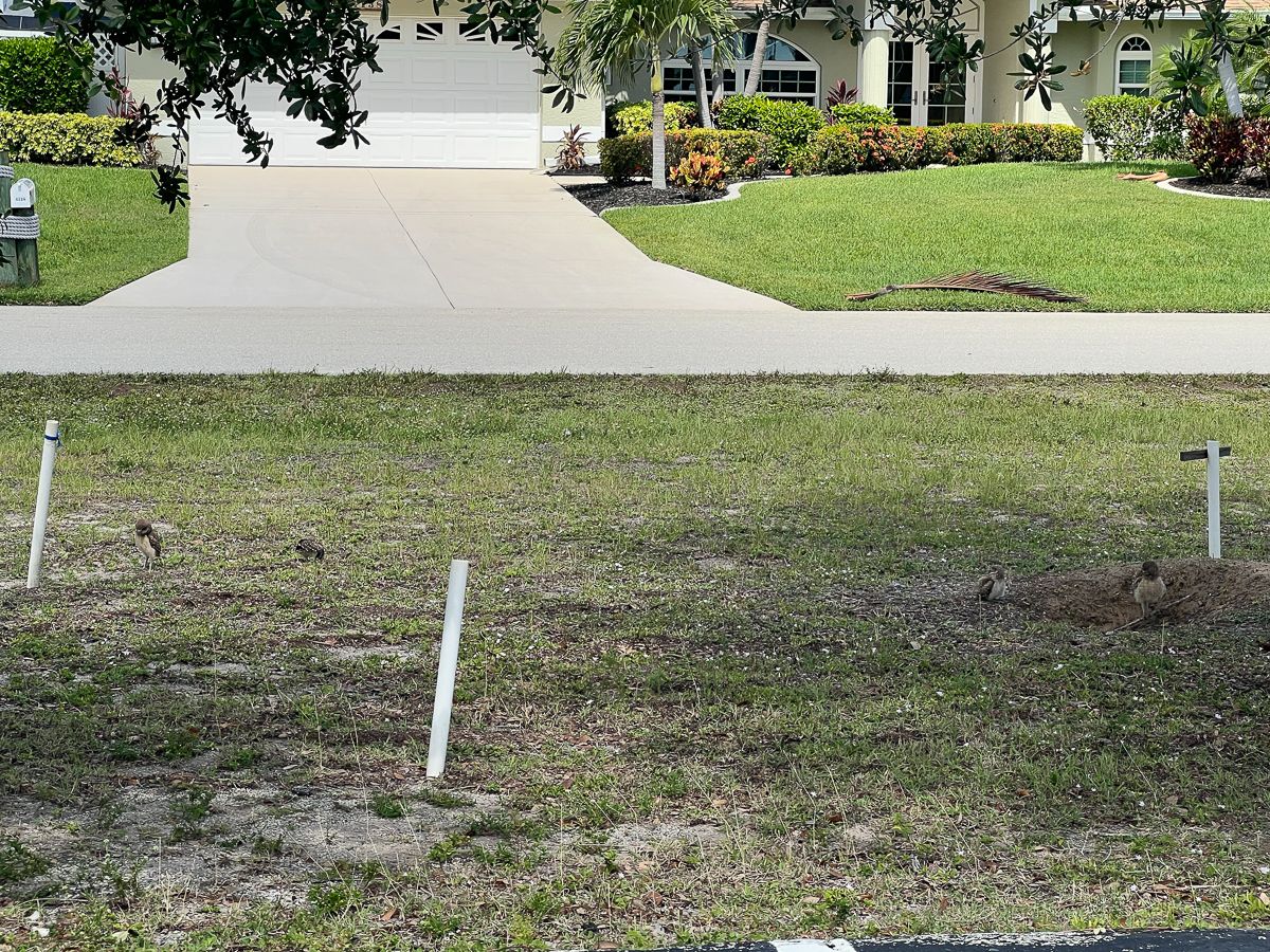 Gravugle/ Burrowing Owl, Pelican Baseball Complex, Cape Coral