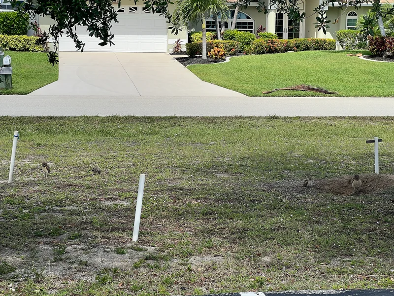 Gravugle/ Burrowing Owl, Pelican Baseball Complex, Cape Coral